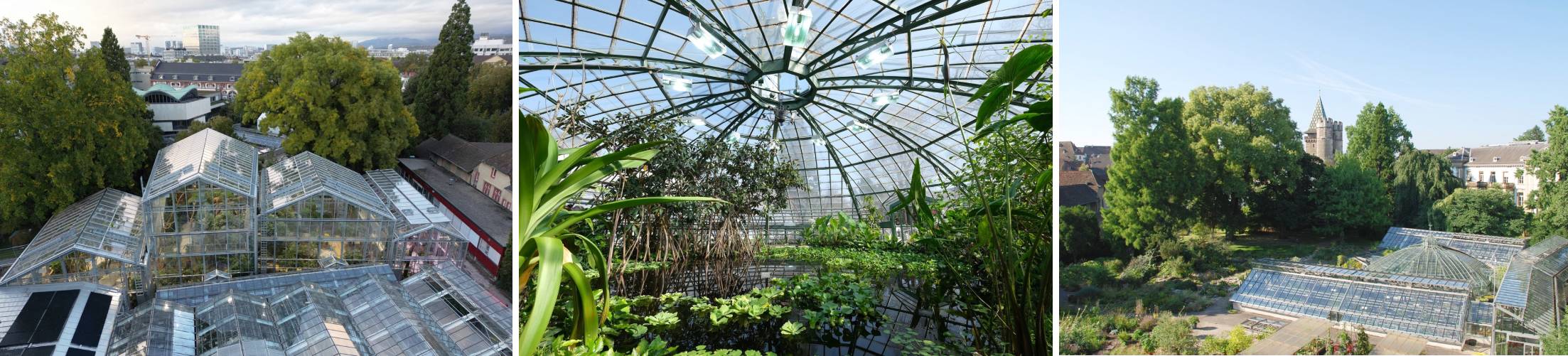 jardin